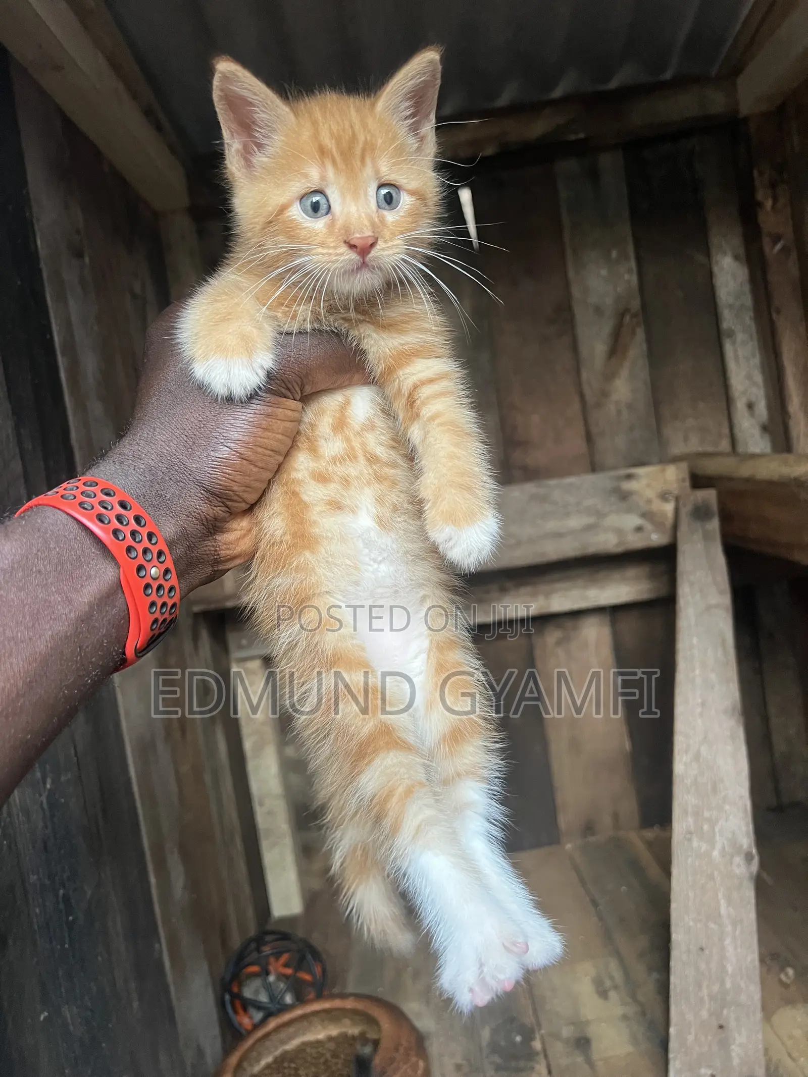 1-3 months Male Purebred Maine Coon