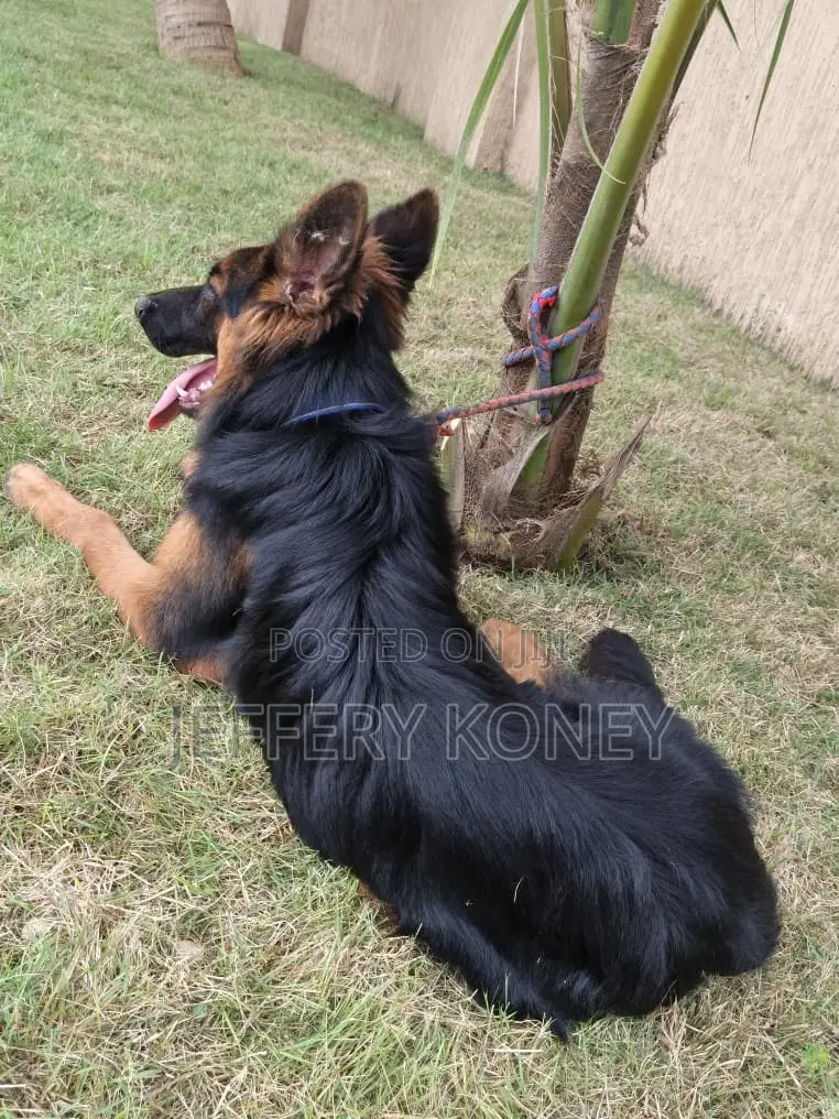6-12 months Male Purebred German Shepherd