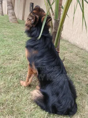 6-12 months Male Purebred German Shepherd