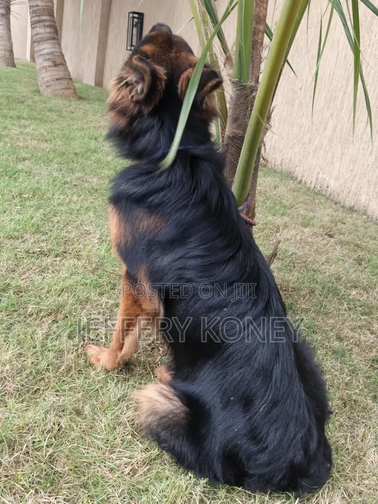 6-12 months Male Purebred German Shepherd