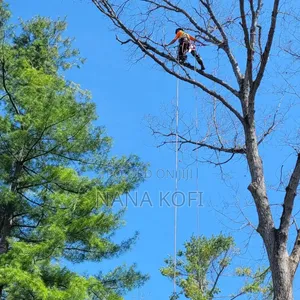 Tree Cutting Expert in Accra. Chainsaw Operator in Accra