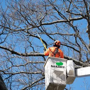 Tree Cutting Expert in Accra. Chainsaw Operator in Accra
