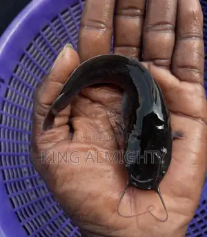 Fast Growing Catfish Juveniles,Fingerlings and Jumbo Size