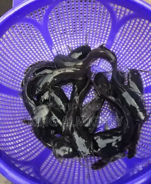Fast Growing Catfish Juveniles,Fingerlings and Jumbo Size