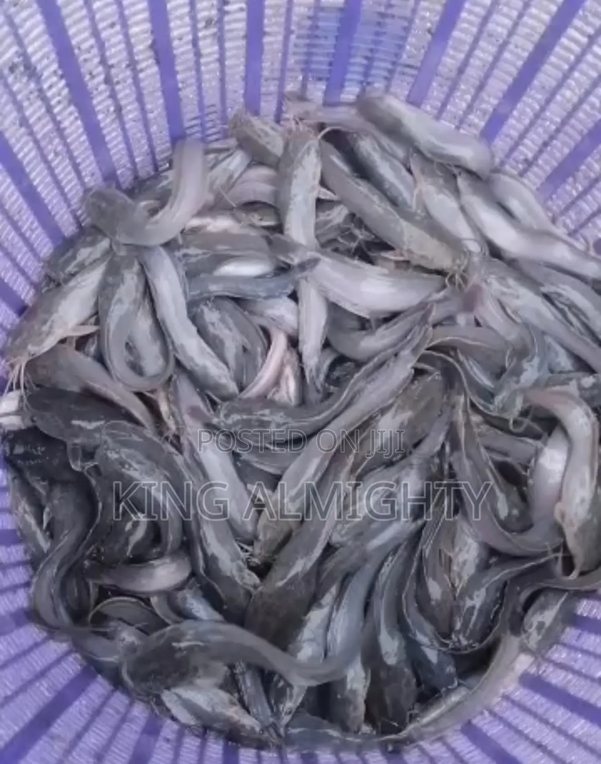 Fast Growing Catfish Juveniles,Fingerlings and Jumbo Size