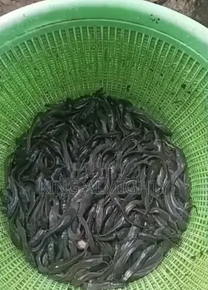 Fast Growing Catfish Juveniles,Fingerlings and Jumbo Size