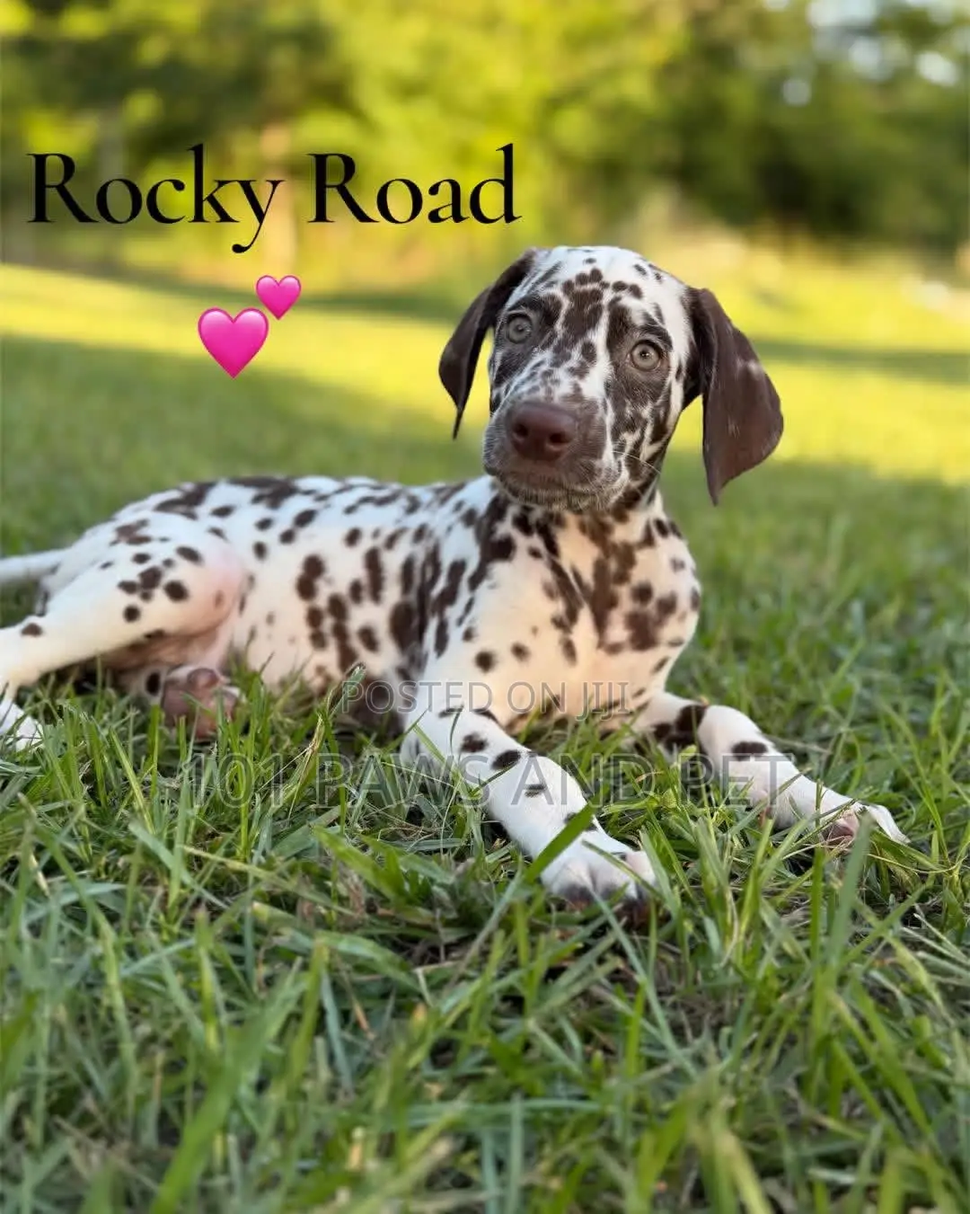 1-3 months Male Purebred Dalmatian