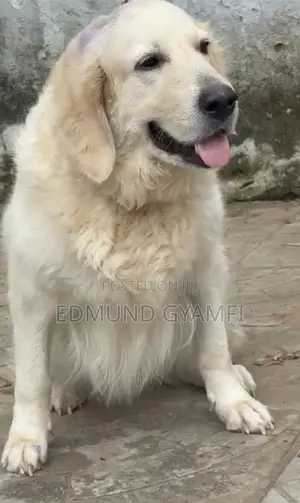 1+ year Female Purebred Golden Retriever