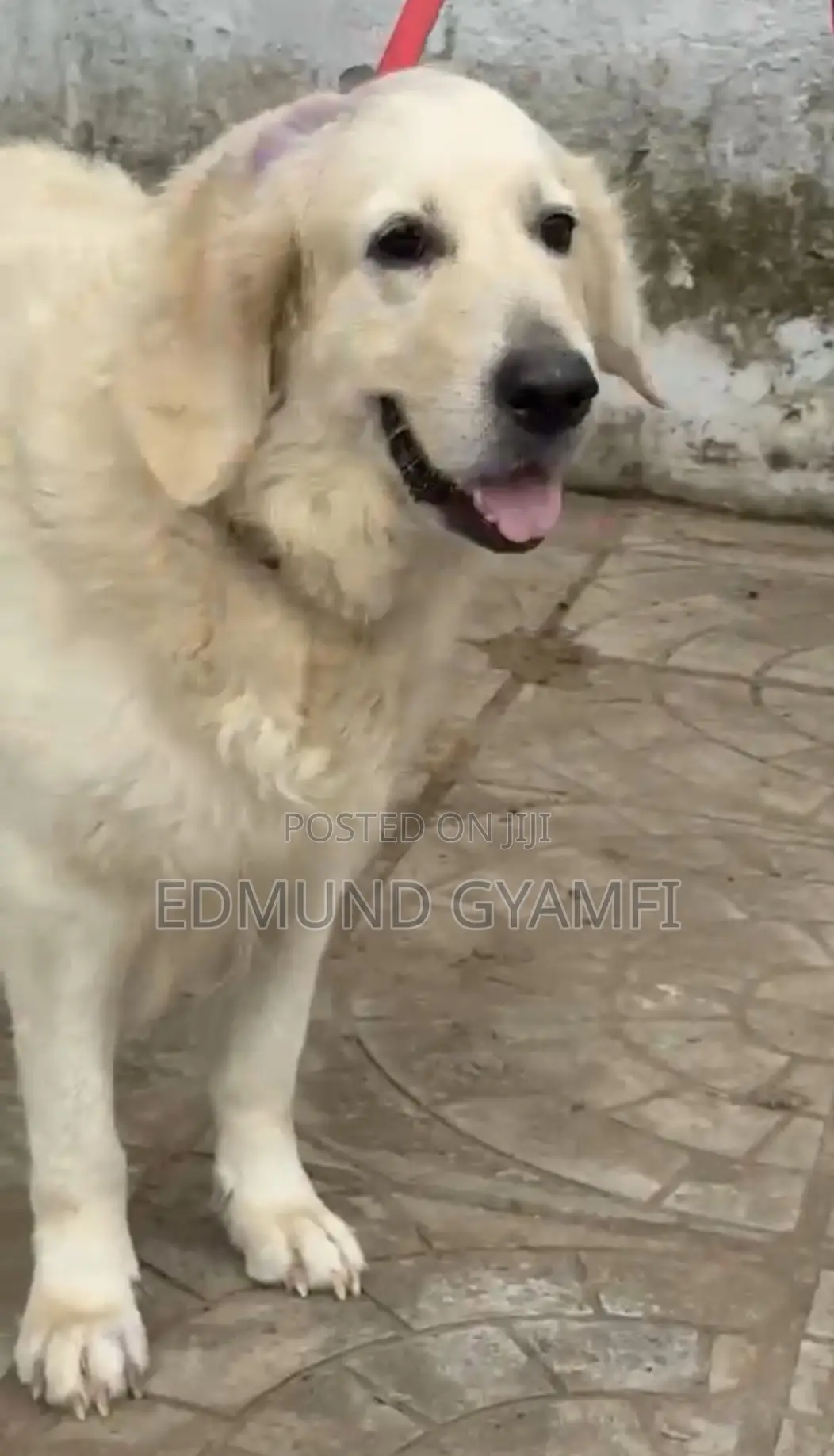 1+ year Female Purebred Golden Retriever