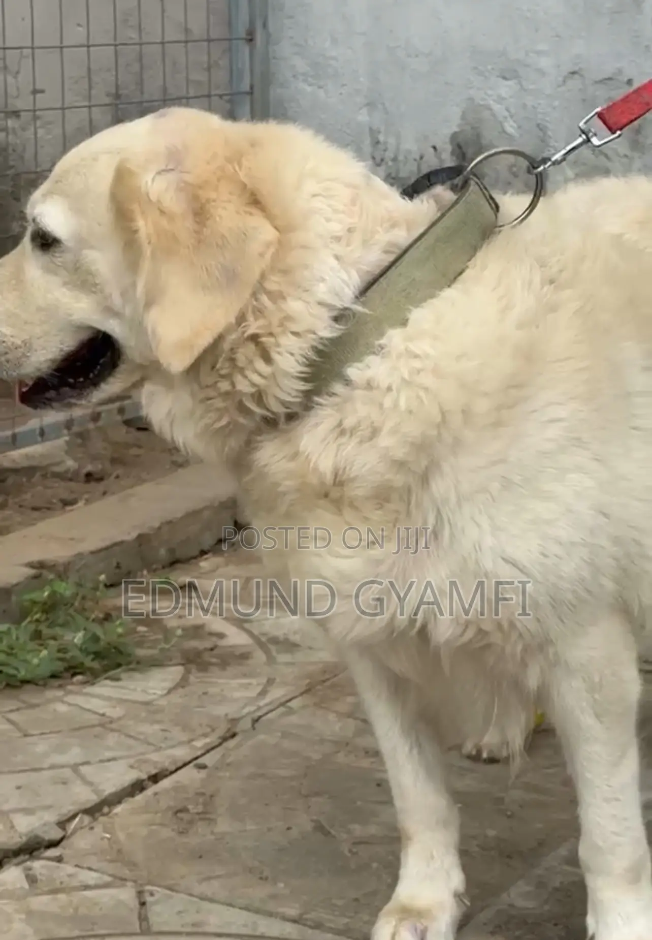 1+ year Female Purebred Golden Retriever