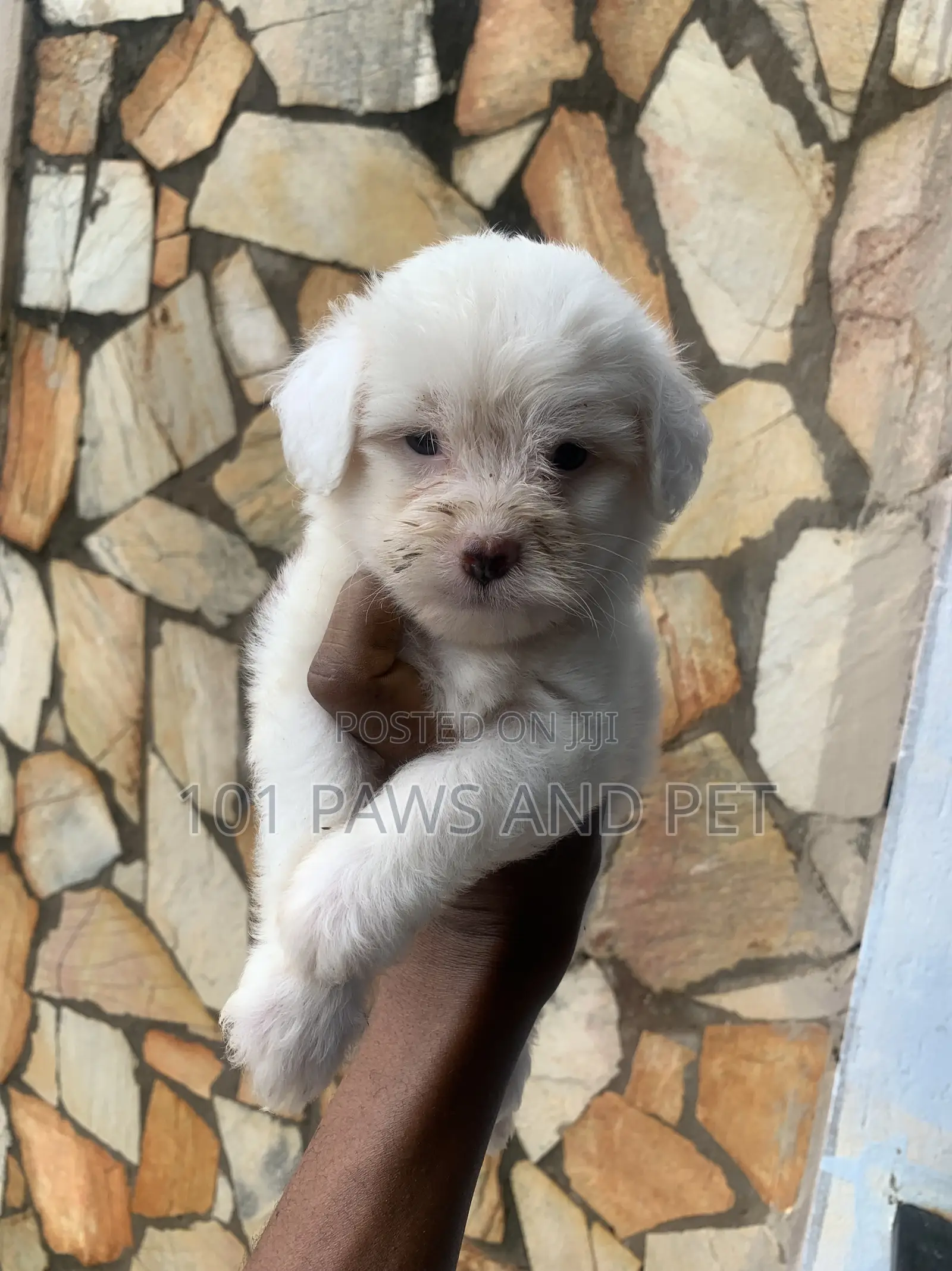 1-3 months Female Purebred Poodle