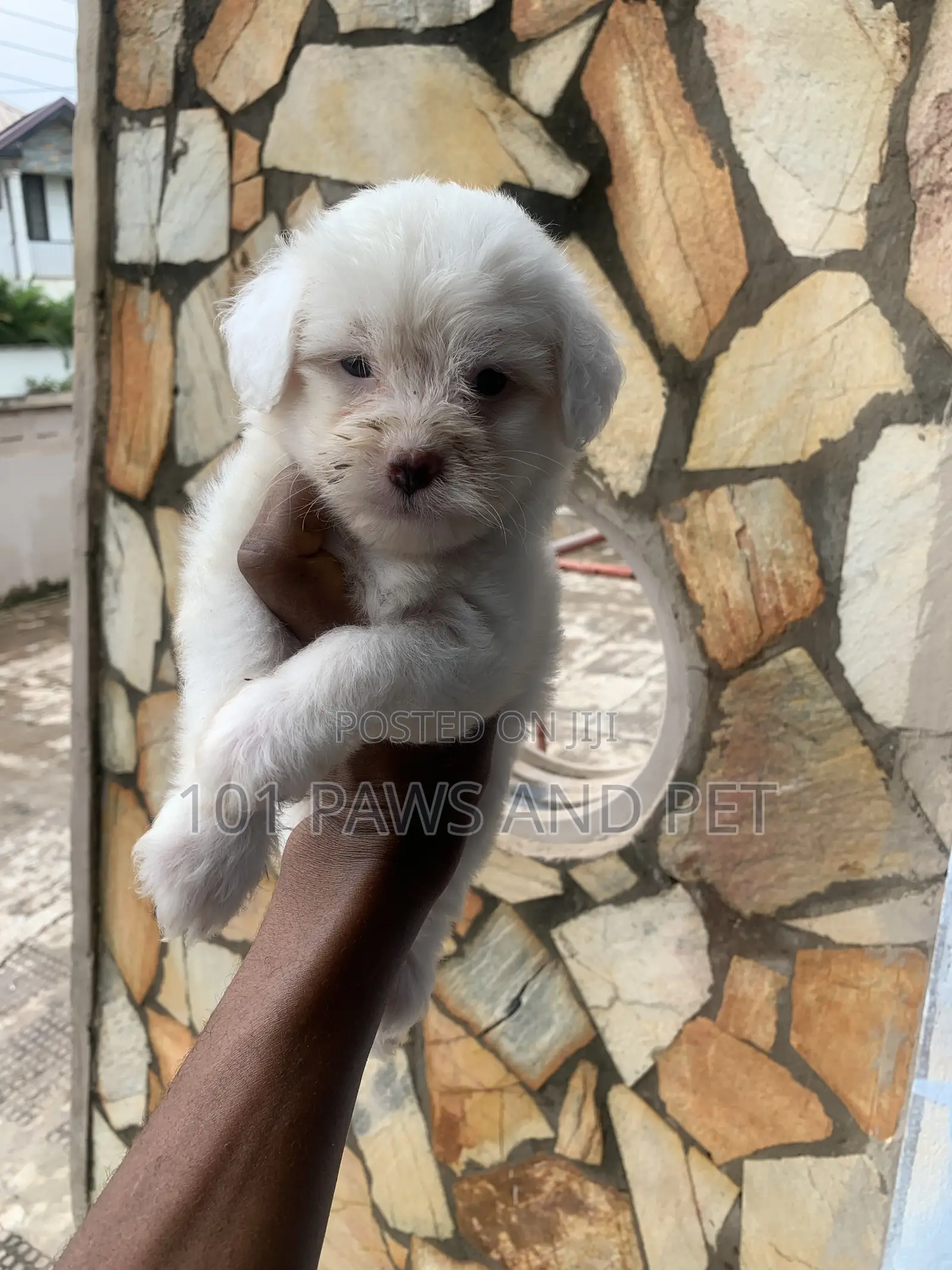 1-3 months Female Purebred Poodle