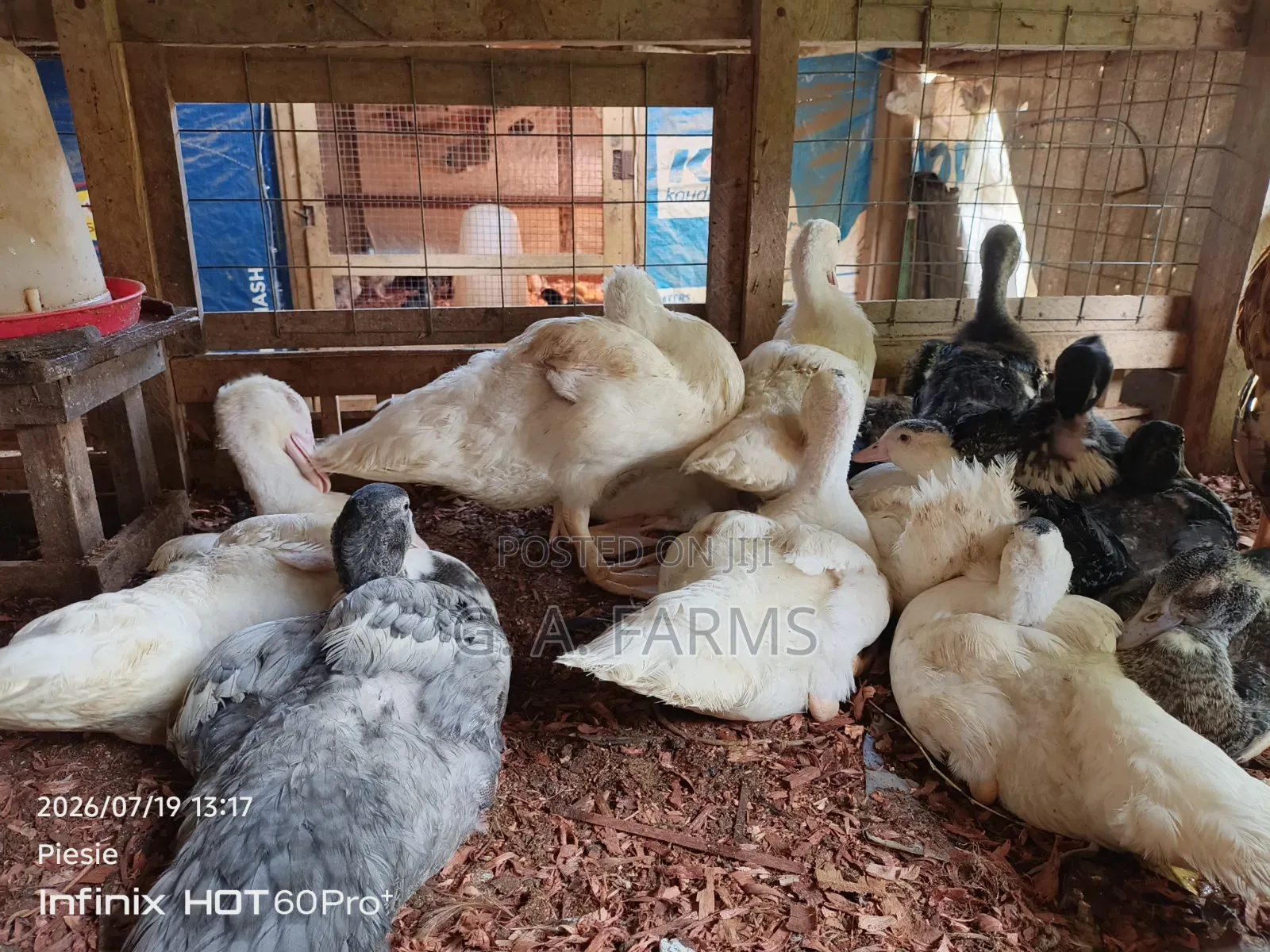 Young Muscovy Ducks Available for Sale.