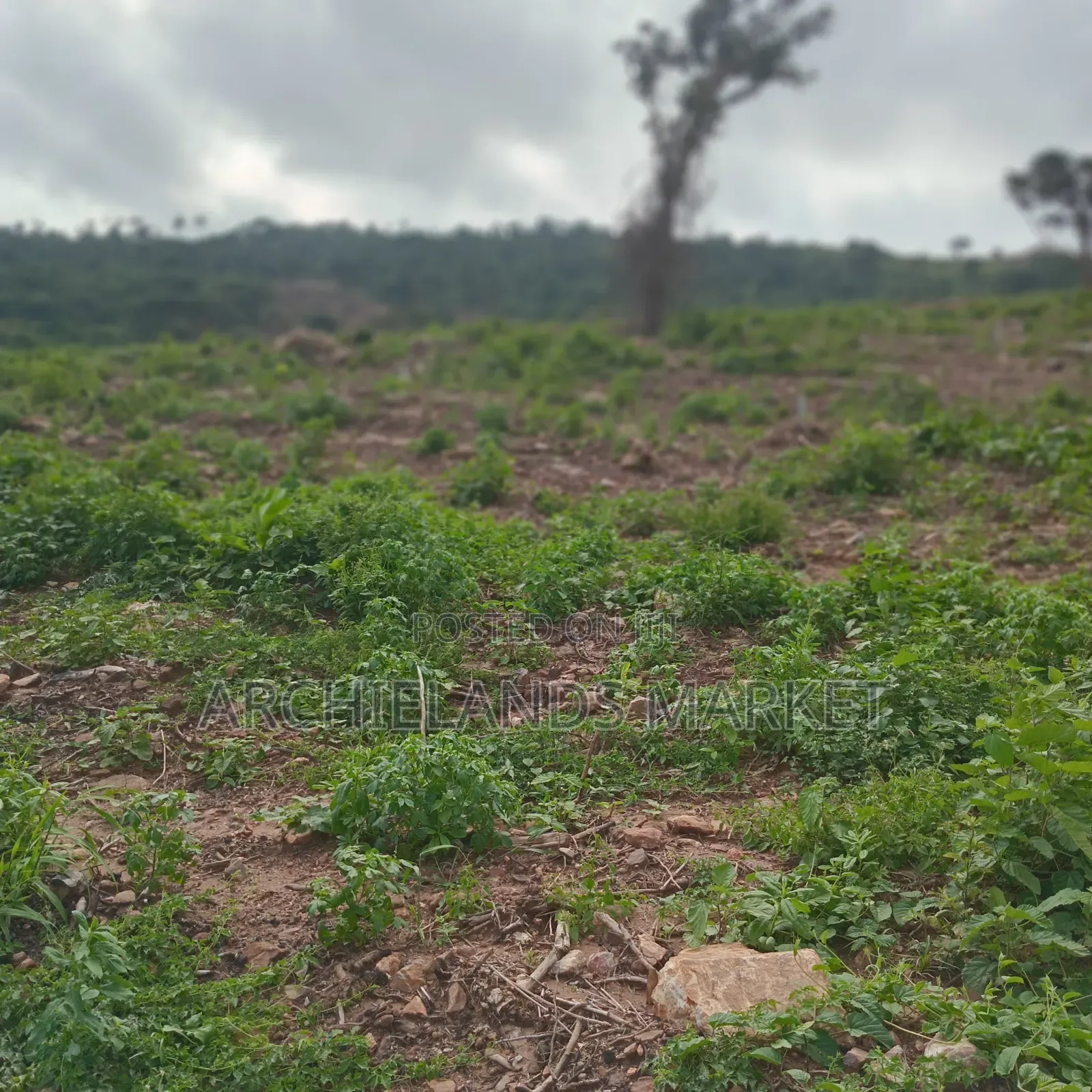 Land Available at Adamrobe