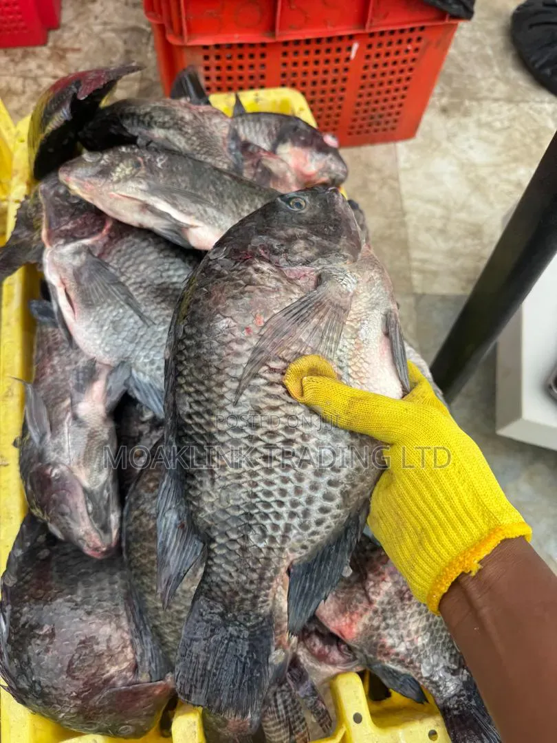 Fresh River Tilapia