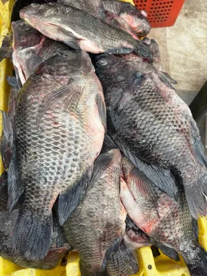 Fresh River Tilapia