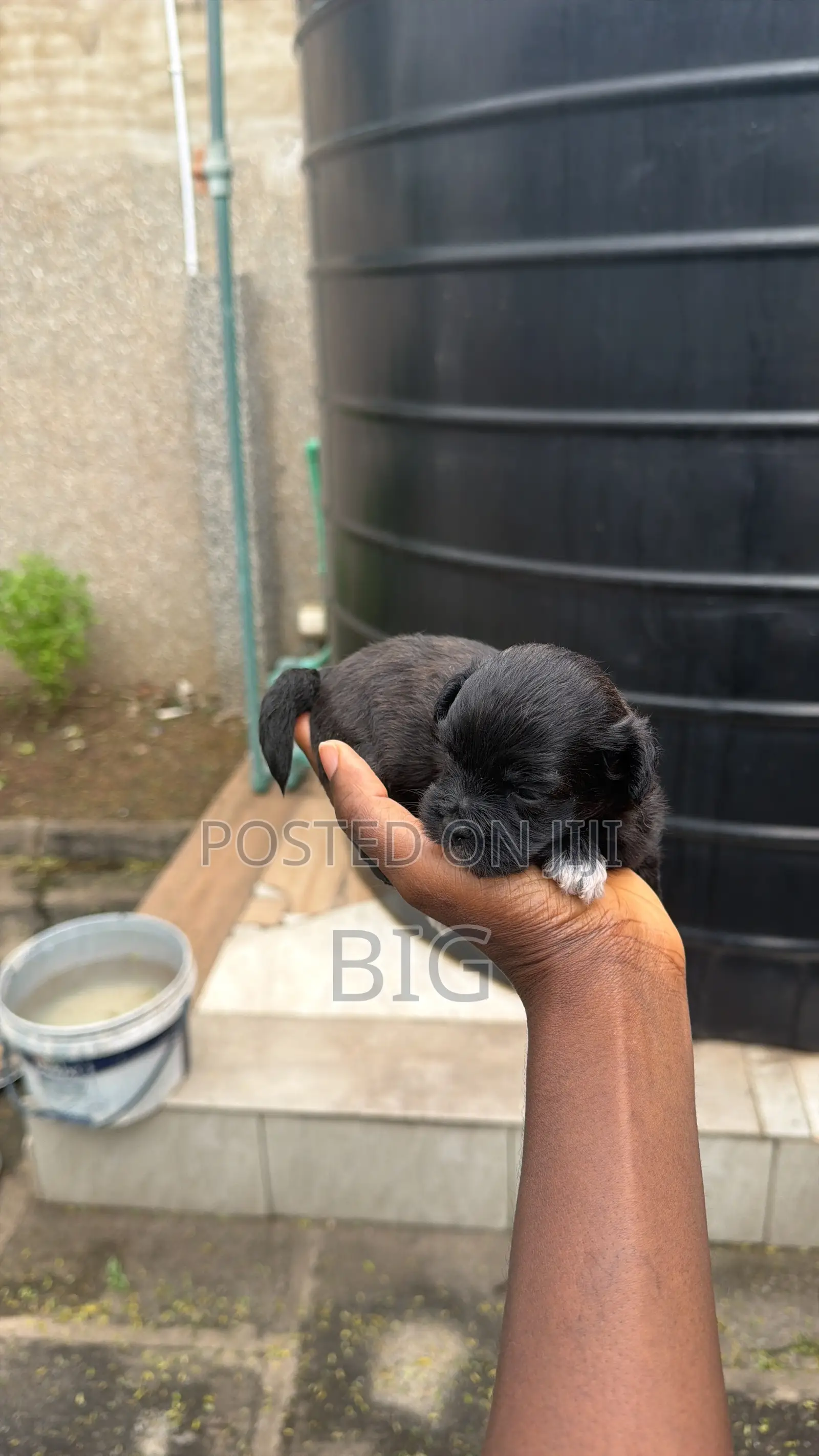 1-3 months Female Mixed Breed Maltipoo