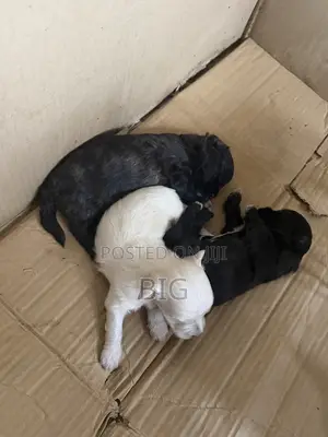 1-3 months Female Mixed Breed Maltipoo
