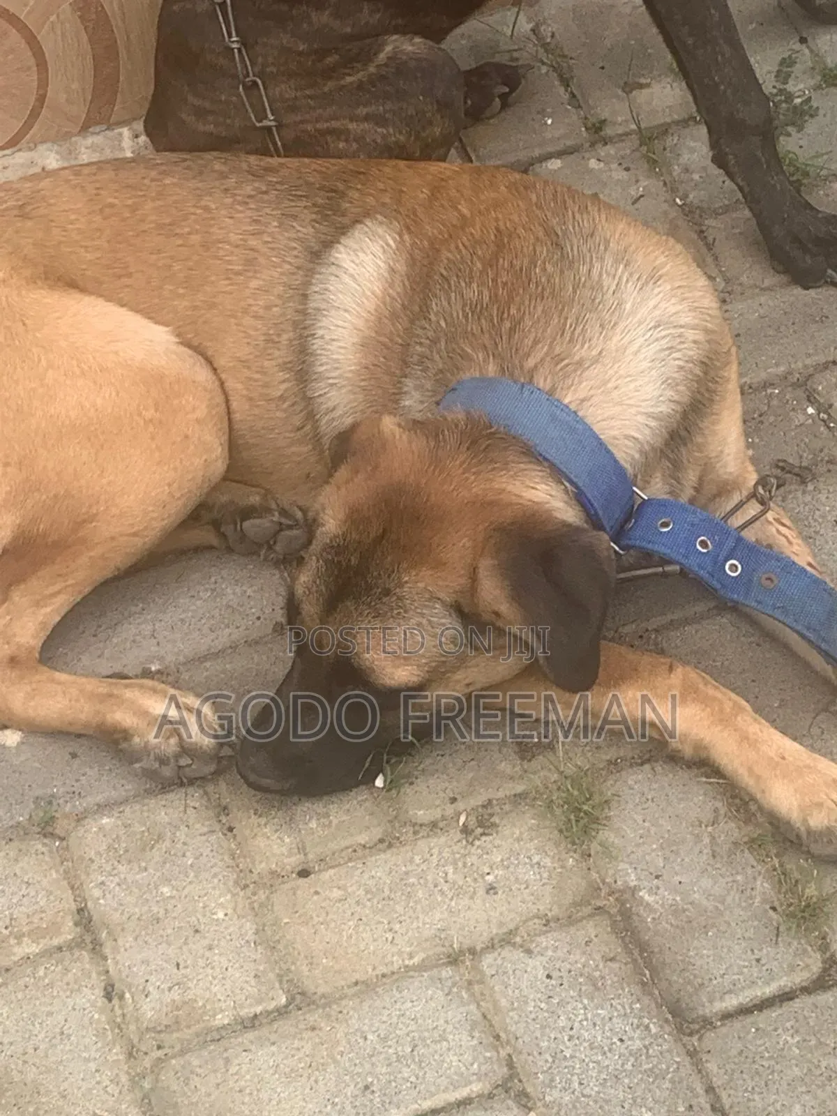 3-6 months Female Purebred Boerboel