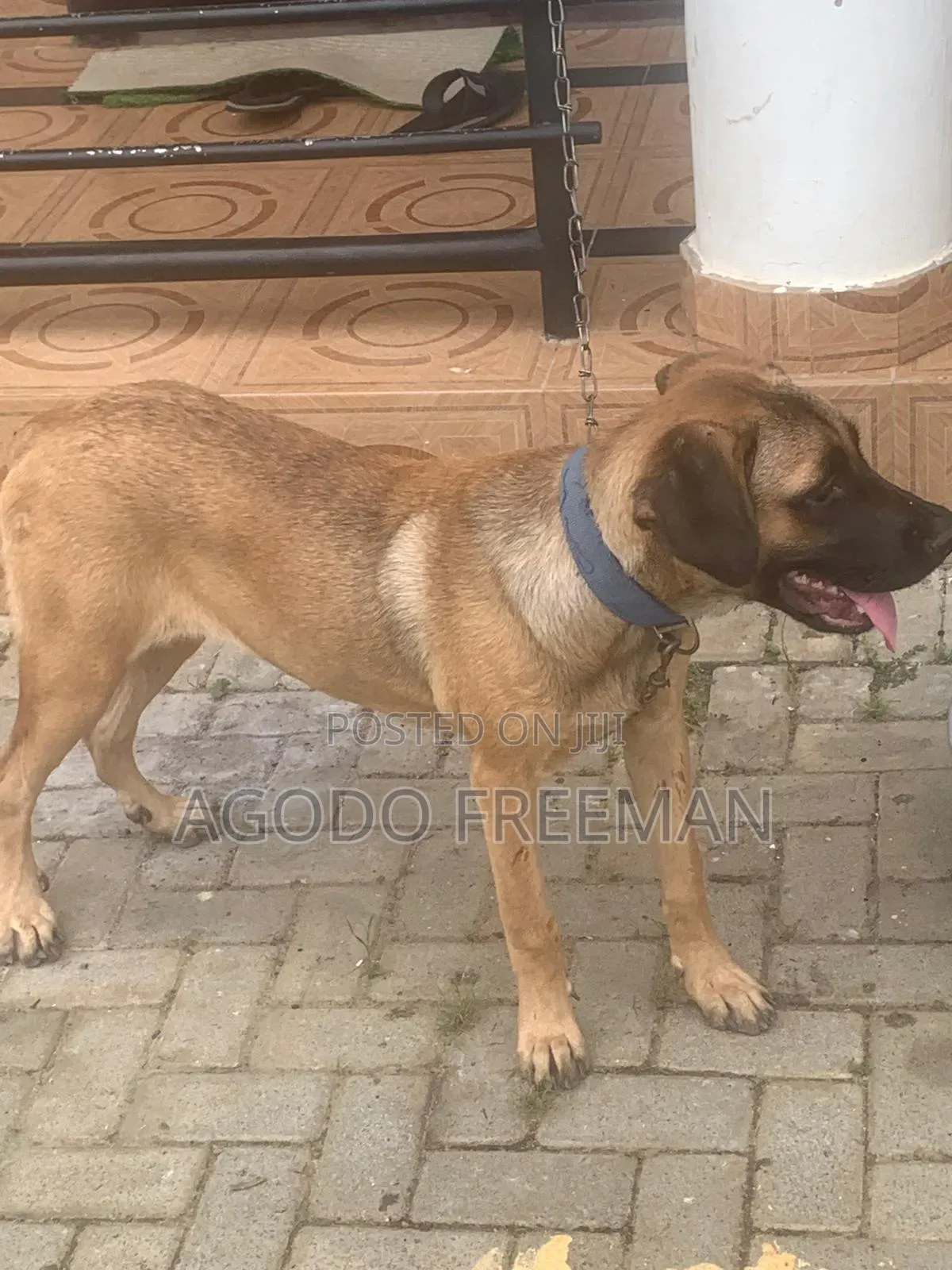 3-6 months Female Purebred Boerboel