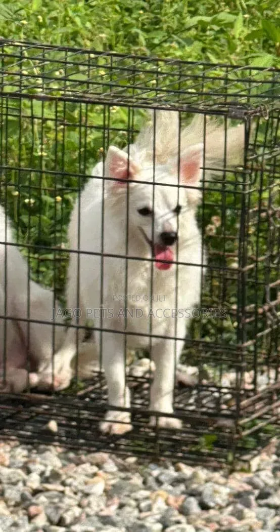 6-12 months Female Purebred American Eskimo