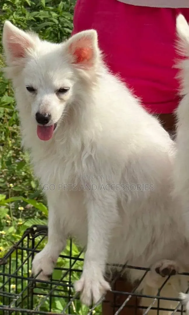6-12 months Female Purebred American Eskimo