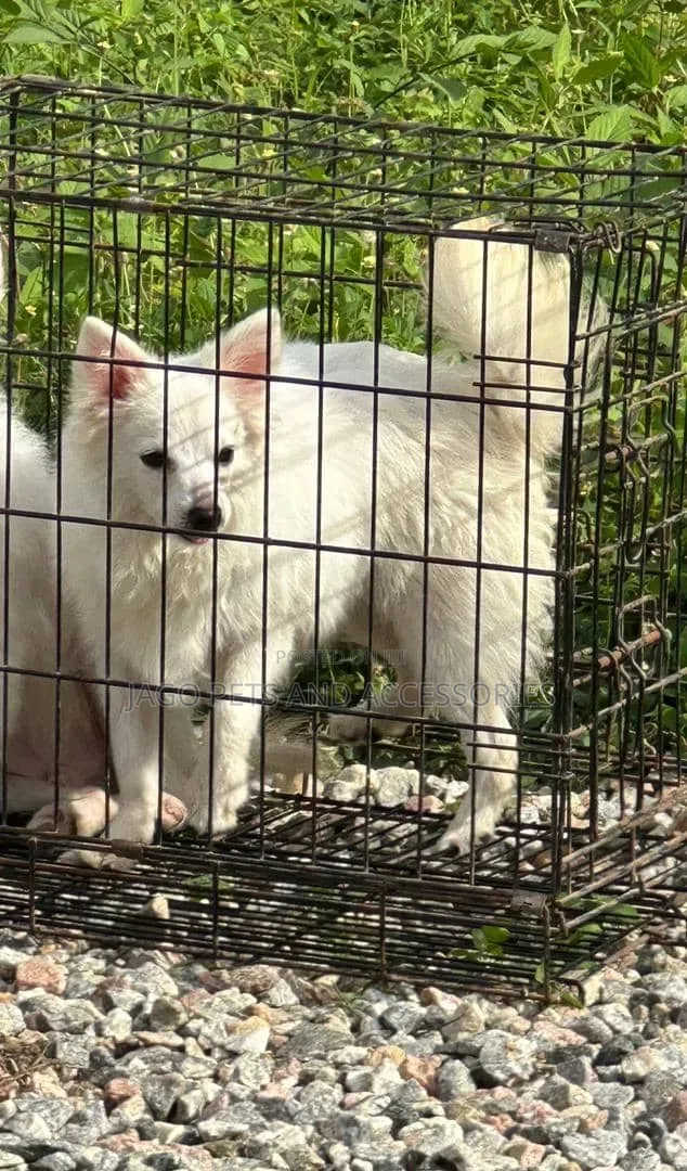 6-12 months Female Purebred American Eskimo