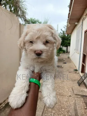1-3 months Male Purebred Maltese