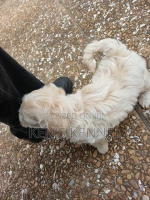1-3 months Male Purebred Maltese