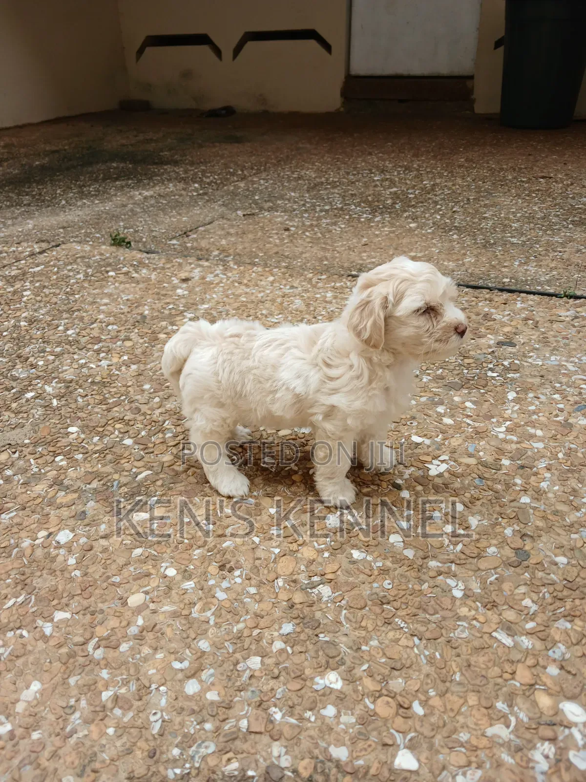 1-3 months Male Purebred Maltese