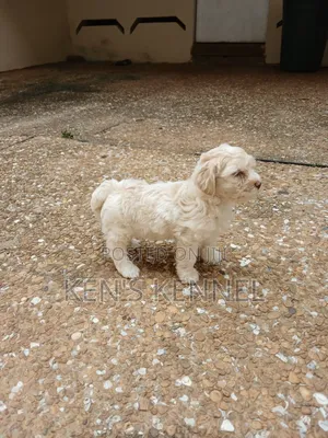 1-3 months Male Purebred Maltese