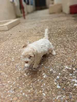 1-3 months Male Purebred Maltese