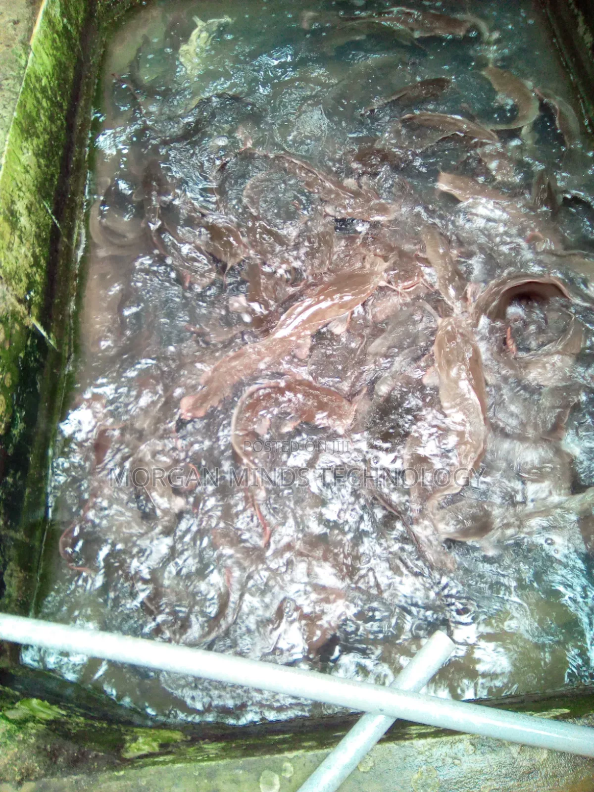 Cat Fish Production