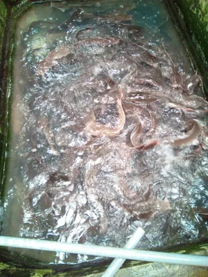 Cat Fish Production