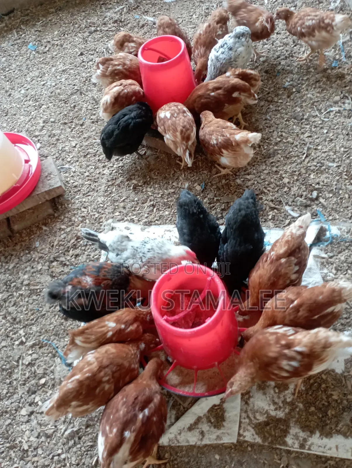 Well Vaccinatee Against Gumboro Fowl Pox and Newcastle