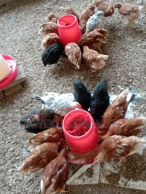 Well Vaccinatee Against Gumboro Fowl Pox and Newcastle