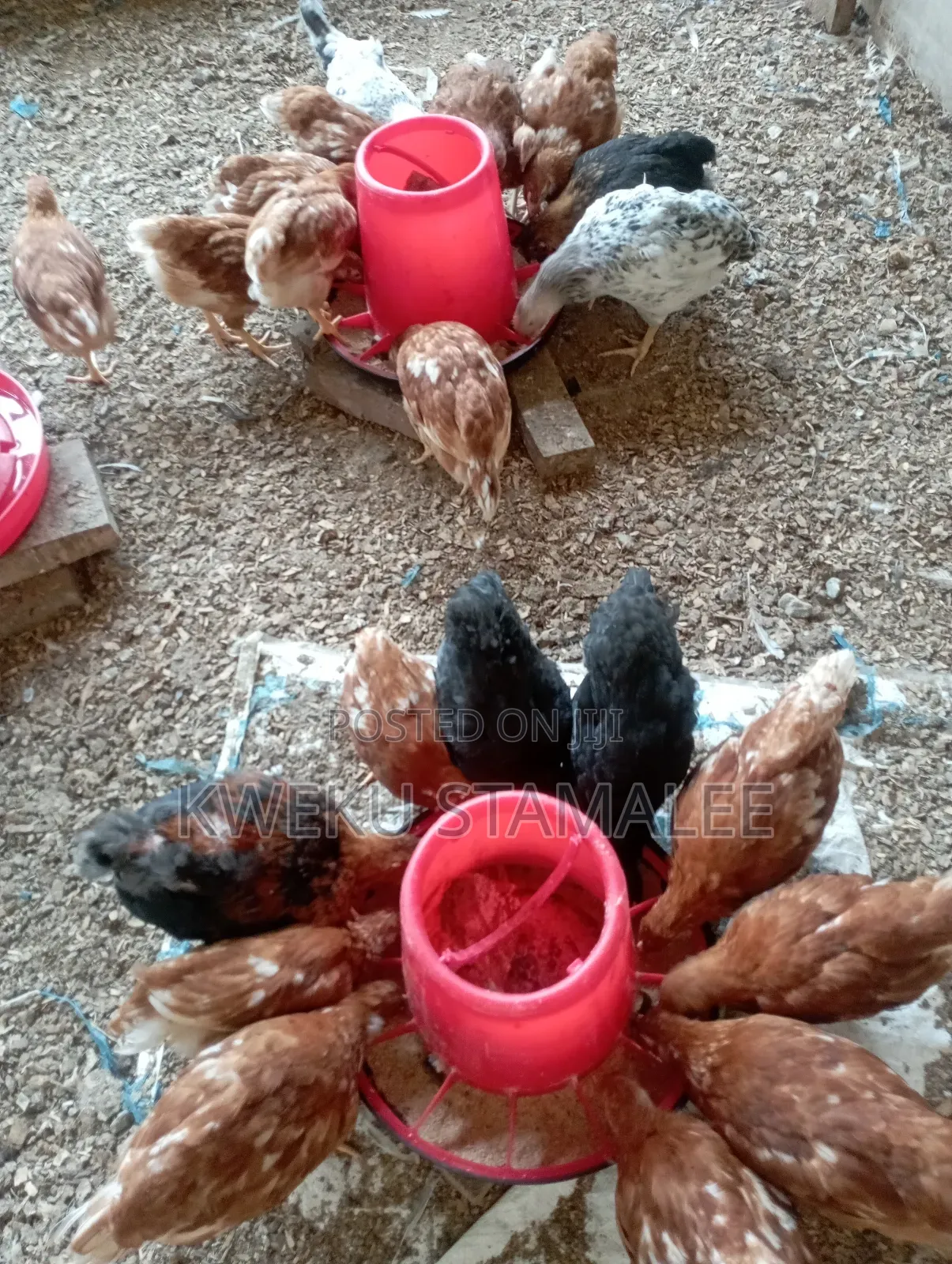 Well Vaccinatee Against Gumboro Fowl Pox and Newcastle
