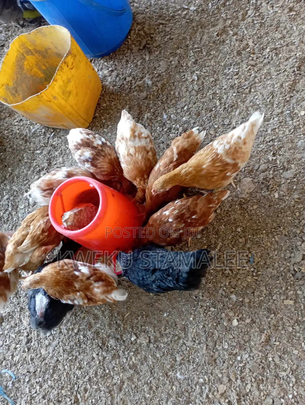 Well Vaccinatee Against Gumboro Fowl Pox and Newcastle
