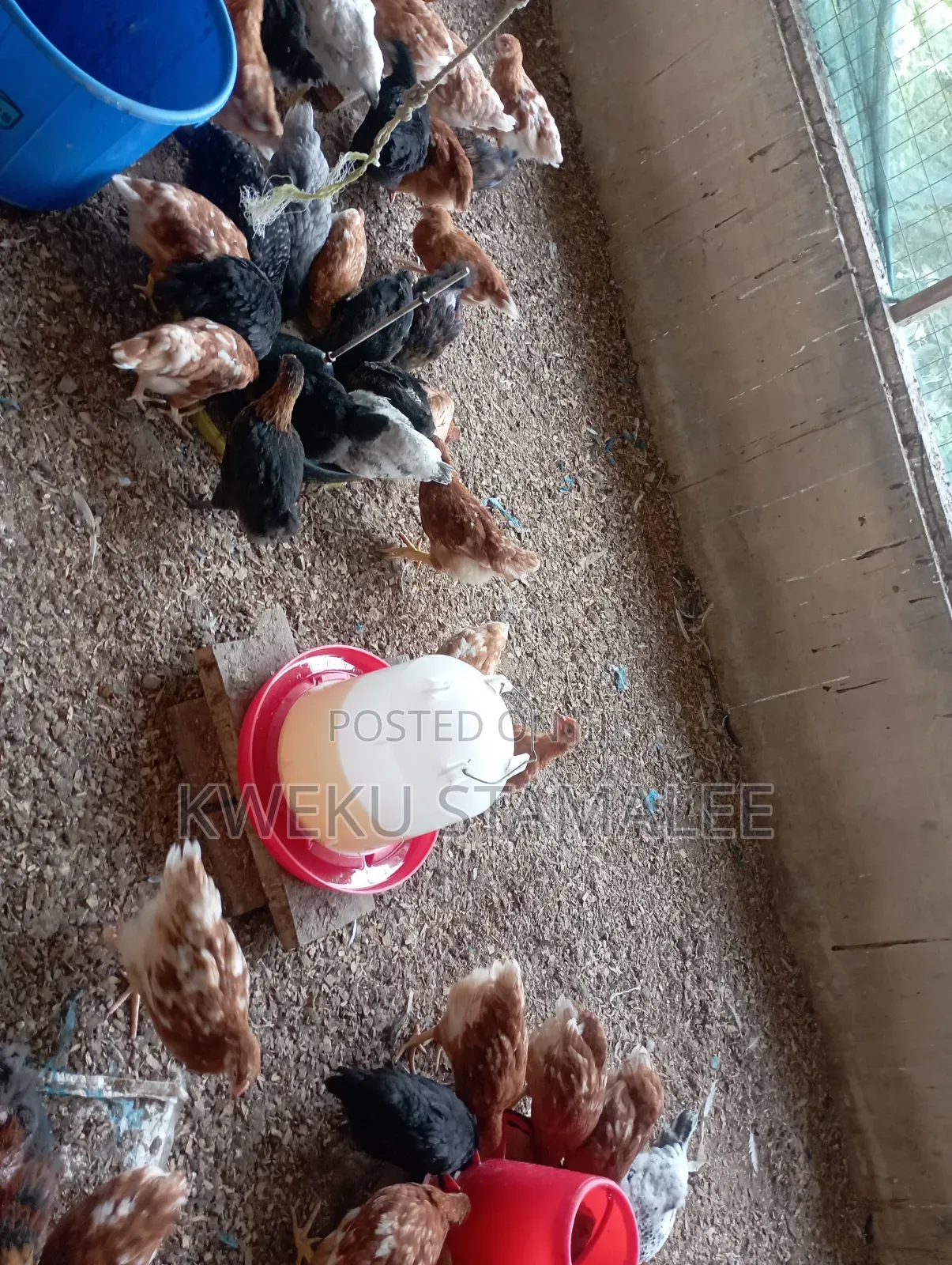 Well Vaccinatee Against Gumboro Fowl Pox and Newcastle