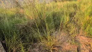 Fully Titled 100 X 70 Ft Plot Behind China Mall, Amrahia