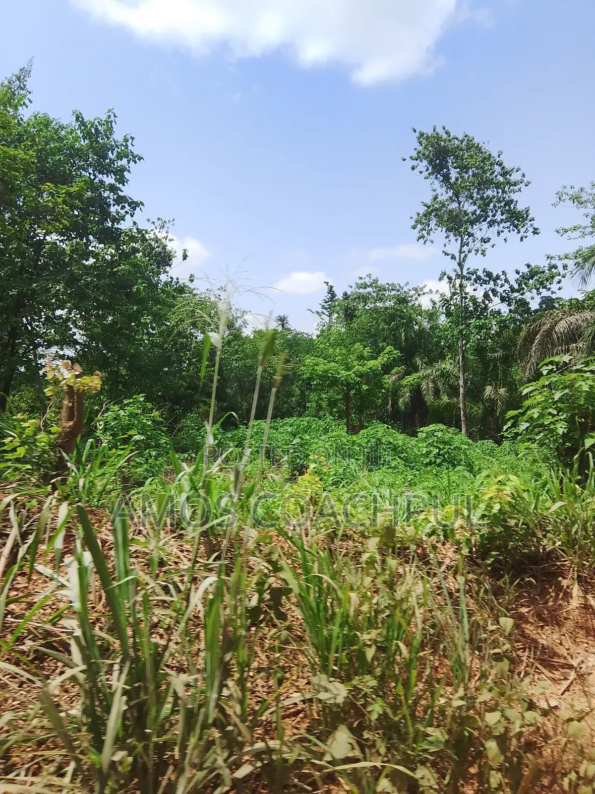 Farmlands at SYN Yawhima-Mensakrom
