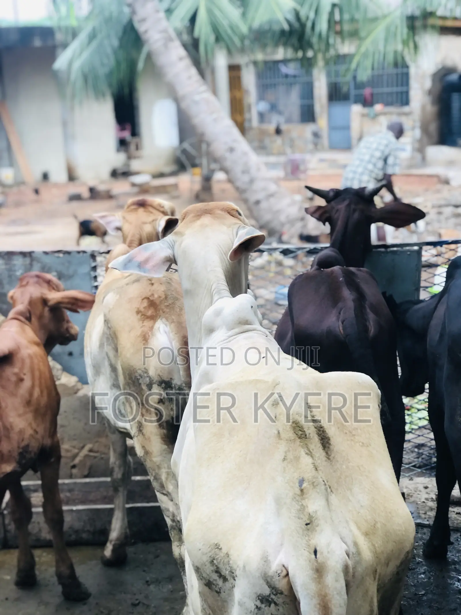 Cows for Sale Very Affordable Price