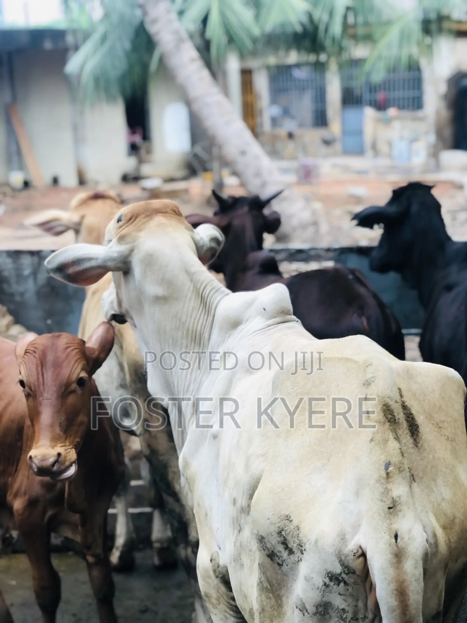 Cows for Sale Very Affordable Price