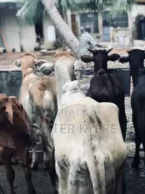Cows for Sale Very Affordable Price