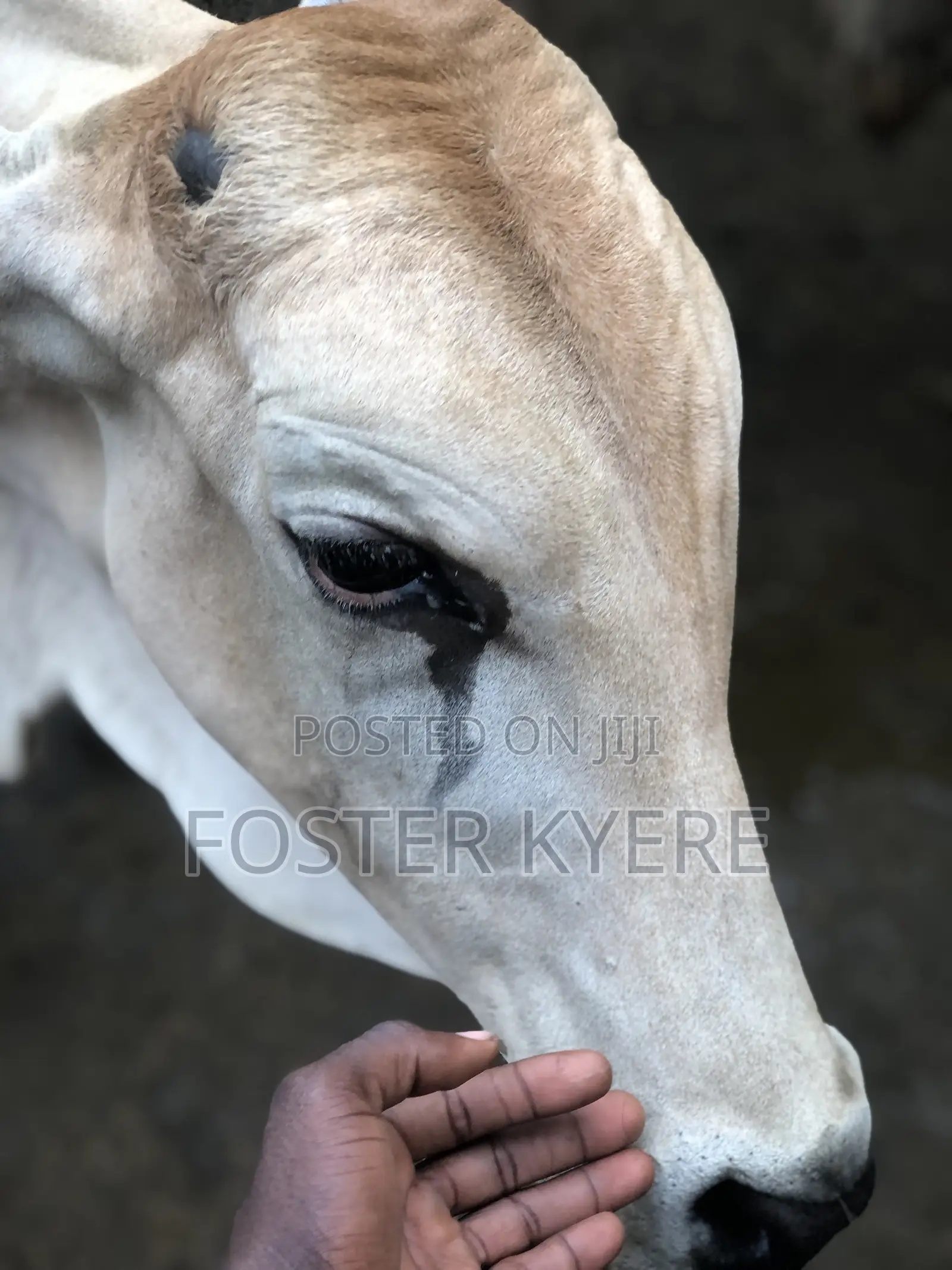 Cows for Sale Very Affordable Price