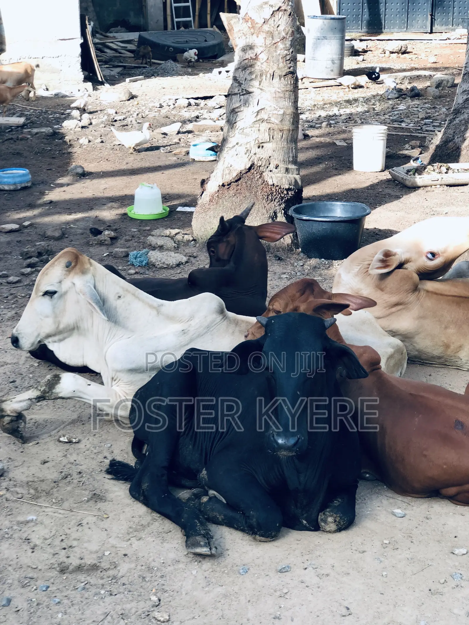 Cows for Sale Very Affordable Price