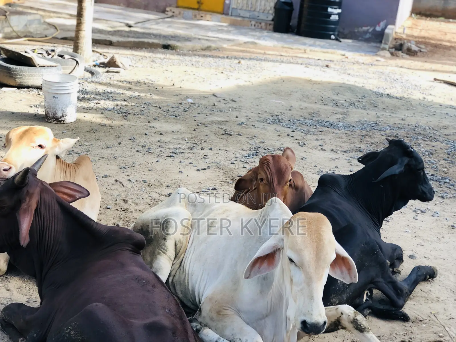 Cows for Sale Very Affordable Price