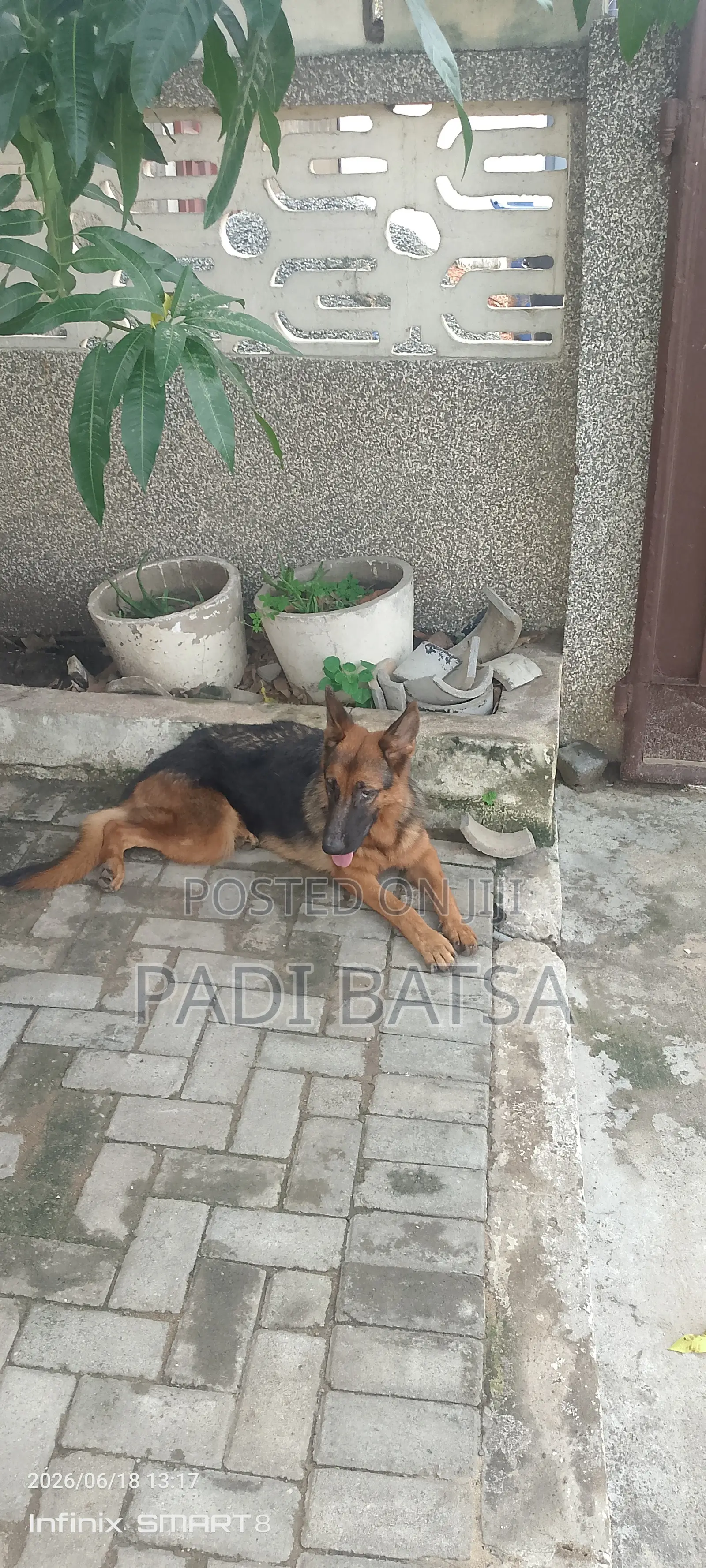 6-12 months Female Purebred German Shepherd