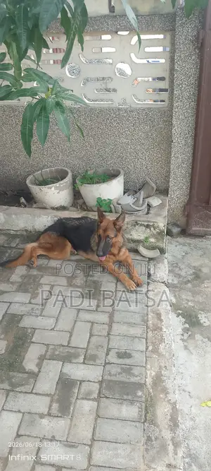 6-12 months Female Purebred German Shepherd