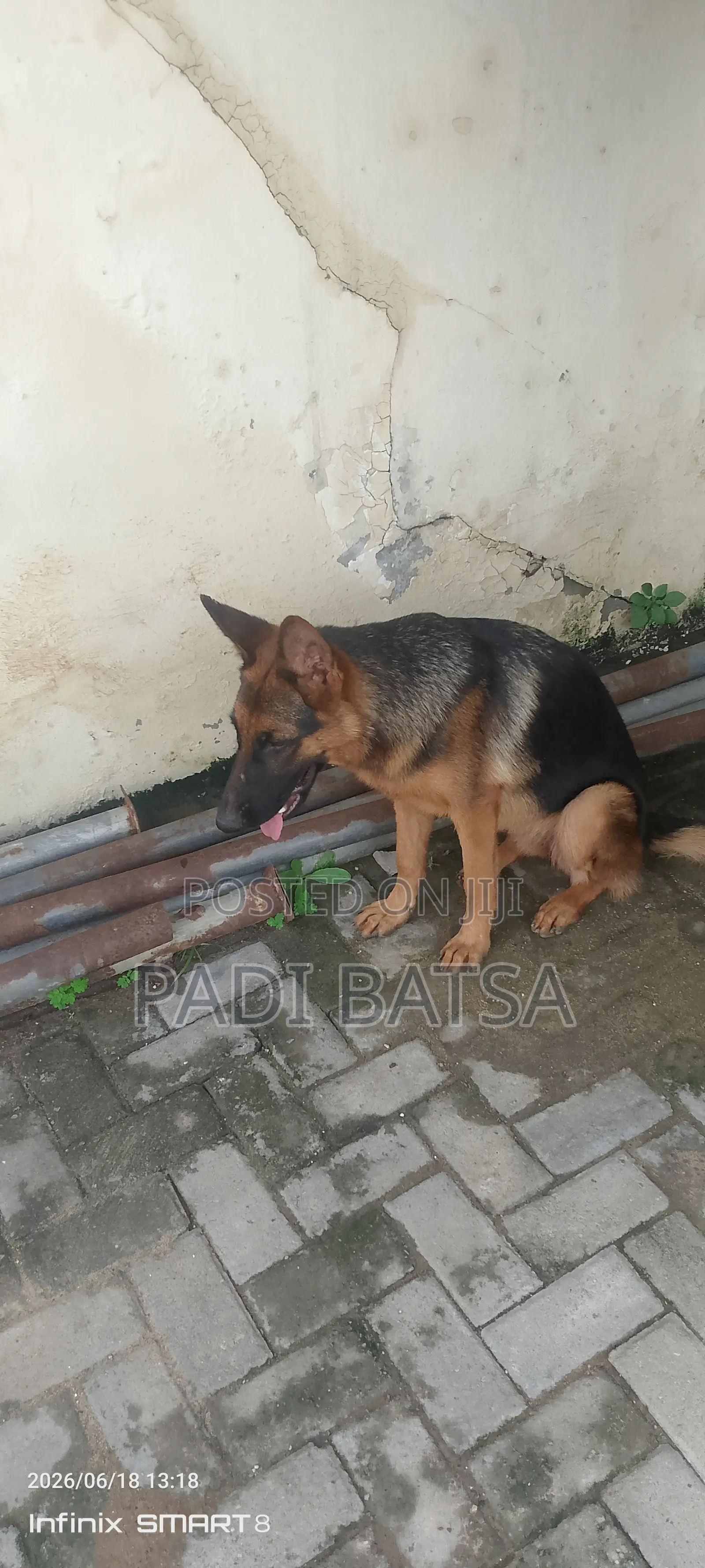 6-12 months Female Purebred German Shepherd